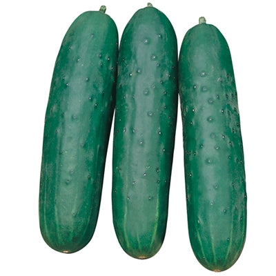 Cetrioli normali 1kg