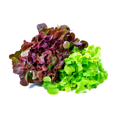 Insalata Gentilina 1kg